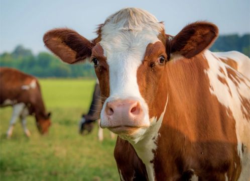 Sadaka Kurbanı - Hisse